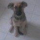 milu posando para la foto